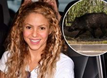 Shakira aggredita dai cinghiali