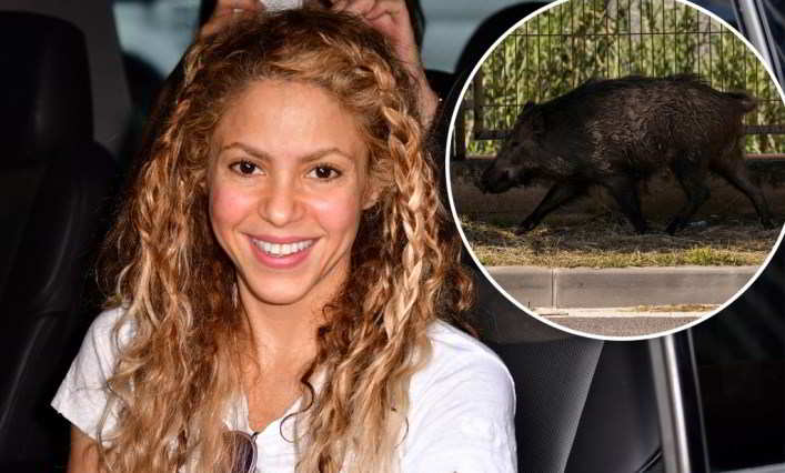 Shakira aggredita dai cinghiali